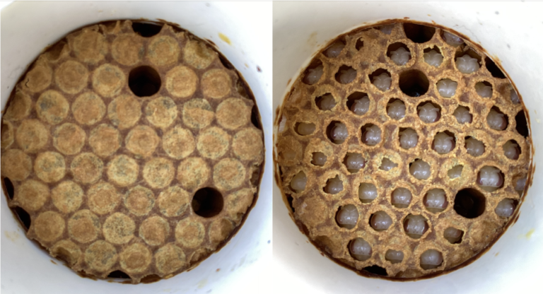 Solution Hygienic response in honeybee brood